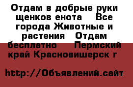 Отдам в добрые руки щенков енота. - Все города Животные и растения » Отдам бесплатно   . Пермский край,Красновишерск г.